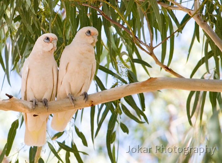 Lake Eyre (Day 4)_20070409_110.jpg - Corellas at Innamincka